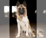 Small #1 Akita-German Shepherd Dog Mix