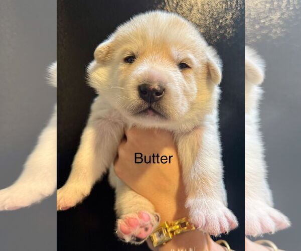 Medium Photo #2 Pyrenees Husky Puppy For Sale in Bellevue, WA, USA