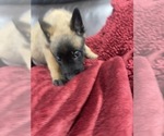 Small Photo #60 Belgian Malinois Puppy For Sale in REESEVILLE, WI, USA