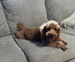 Father of the Cavapoo puppies born on 02/08/2025