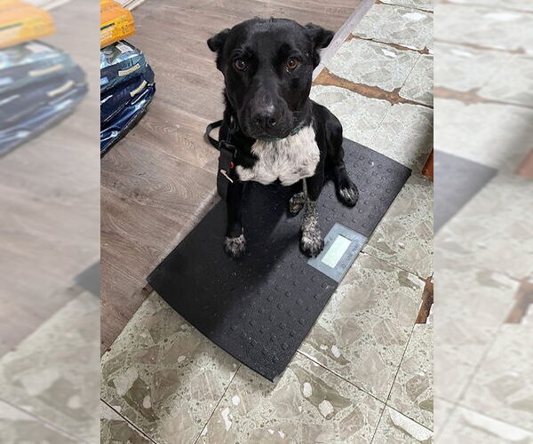 Medium Photo #11 Mutt Puppy For Sale in Mount Laurel, NJ, USA