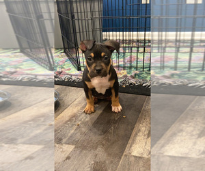American Bully Puppy for sale in CAMDEN, NJ, USA