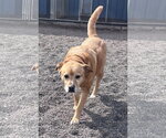 Small #6 American Pit Bull Terrier-Labrador Retriever Mix