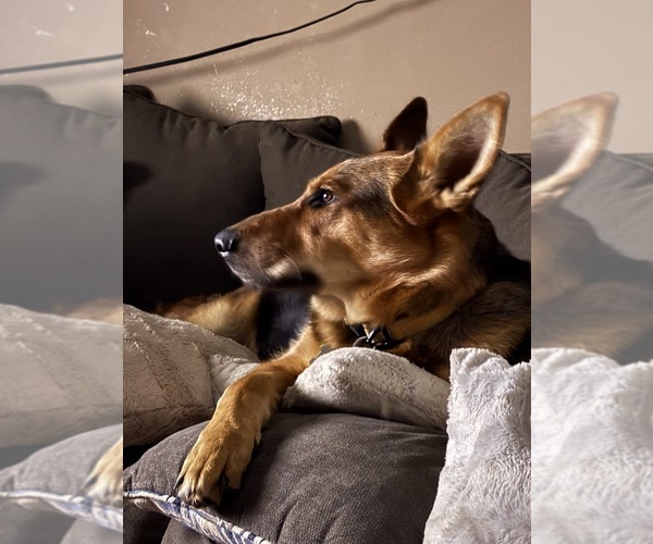 Medium Photo #1 German Shepherd Dog Puppy For Sale in STREAMWOOD, IL, USA