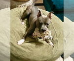 Small #3 American Bulldog Mix