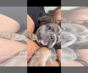 French Bulldog Puppy for sale in ORLANDO, FL, USA