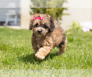 Medium Maltipoo