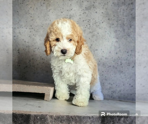 Cavapoo Puppy for sale in SACRAMENTO, CA, USA