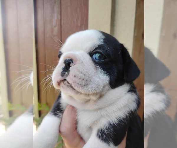 Medium Photo #1 Frenchie Pug Puppy For Sale in NEW WAVERLY, TX, USA