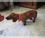 Small Photo #16 Dachshund Puppy For Sale in OWEN, WI, USA