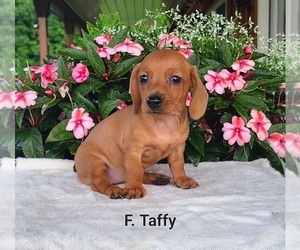 Dachshund Puppy for Sale in NATHALIE, Virginia USA