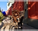 Small Photo #46 Shih Tzu Puppy For Sale in HAYWARD, CA, USA