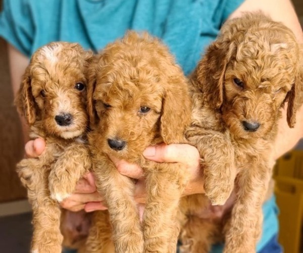 Medium Photo #1 Poodle (Standard) Puppy For Sale in WAGENER, SC, USA