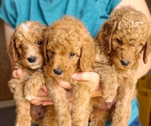 Poodle (Standard) Puppy for sale in WAGENER, SC, USA
