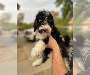 Bernedoodle Puppy for sale in SURPRISE, AZ, USA