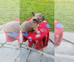 Small Photo #11 French Bulldog Puppy For Sale in WEST PALM BEACH, FL, USA