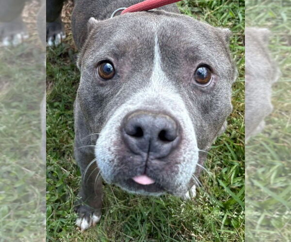 Medium Photo #2 American Pit Bull Terrier Puppy For Sale in Hillsboro, NH, USA