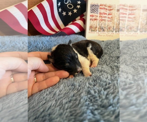 Medium Photo #1 Shetland Sheepdog Puppy For Sale in KINGSPORT, TN, USA