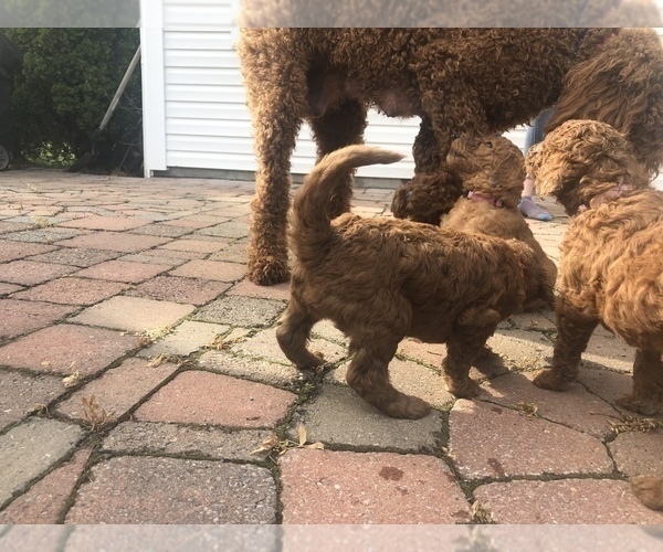 Medium Photo #8 Poodle (Standard) Puppy For Sale in VICTOR, NY, USA