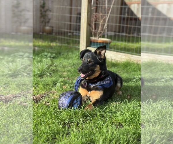 Medium Photo #5 Mutt Puppy For Sale in Bellevue, WA, USA