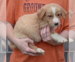 Small #1 Golden Shepherd