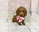 Small #5 Goldendoodle mix (+ Poodle Miniature)