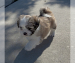 Puppy Joy Lhasa Apso