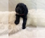 Small Photo #2 Goldendoodle-Poodle (Standard) Mix Puppy For Sale in TULSA, OK, USA