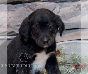 Bernedoodle (Miniature)-Labrador Retriever Mix Puppy for sale in LEBANON, PA, USA