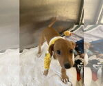 Small #8 Beagle-Chihuahua Mix
