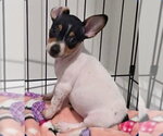 Small #1 Chihuahua Mix
