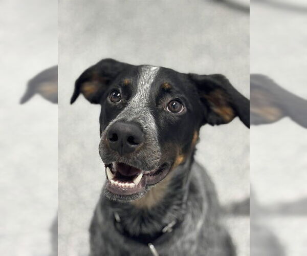 Medium Photo #1 Mutt Puppy For Sale in Westminster, MD, USA