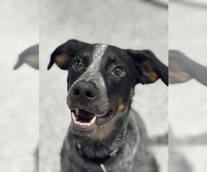 Mutt Dogs for adoption in Westminster, MD, USA