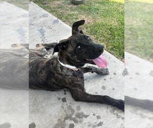 Holland Shepherd-Unknown Mix Dogs for adoption in Houston, TX, USA