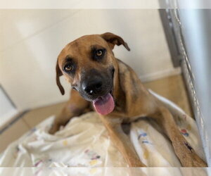 ZENNIN - Male Mutt Dog for Adoption - Photo #2