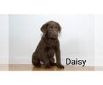 Small Photo #1 Labrador Retriever Puppy For Sale in CLARE, MI, USA
