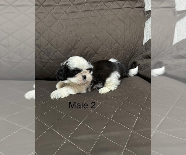 Medium Photo #1 Shih Tzu Puppy For Sale in CRITTENDEN, KY, USA