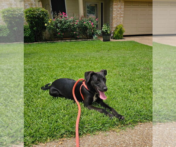 Medium Photo #5 Labrador Retriever-Unknown Mix Puppy For Sale in Rockaway, NJ, USA