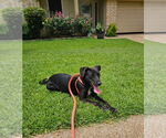 Small #4 Labrador Retriever Mix