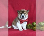 Small Photo #1 Shiba Inu Puppy For Sale in PEACH BOTTOM, PA, USA