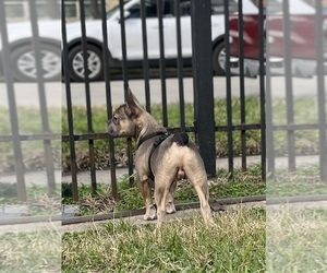 French Bulldog Dog for Adoption in HOUSTON, Texas USA