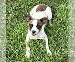 Small #2 Boston Terrier-Jack Russell Terrier Mix