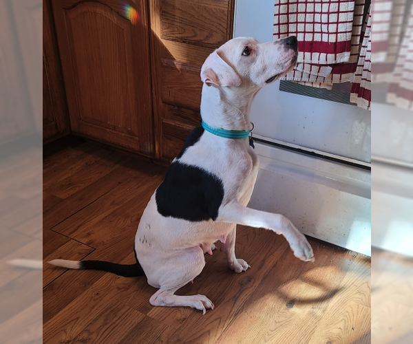 Medium Photo #6 Mutt Puppy For Sale in Plainfield, IL, USA