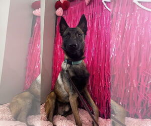 Mutt Dogs for adoption in Stevens Point, WI, USA