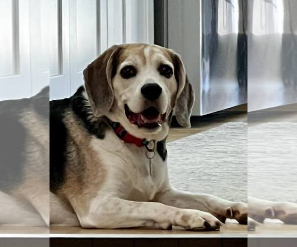 Medium Photo #5 Beagle Puppy For Sale in Las Vegas, NV, USA