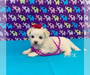 Maltese Puppy for sale in WINNSBORO, LA, USA