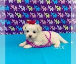 Image preview for Ad Listing. Nickname: Tiny Haley