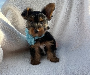 Yorkshire Terrier Puppy for sale in WEBSTER, FL, USA