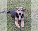 Small #12 Labrador Retriever Mix