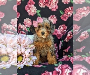 Poodle (Miniature) Puppy for sale in COCHRANVILLE, PA, USA